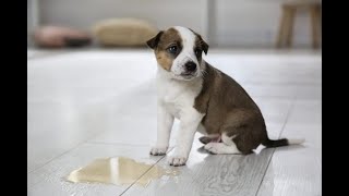 How To Clean Dog Urine from Laminate Floors [upl. by Cumine]