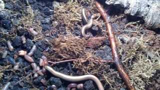 Slow worms Anguis fragilis feeding [upl. by Anitaf]