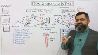 Osmoregulation in Fishes UrduHindi medium profmasoodfuzailosmoregulationinfish [upl. by Killen]