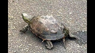 クサガメ Chinese threekeeled pond turtleReeves pond turtle Mauremys reevesii [upl. by Sarge]