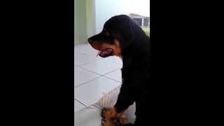 Adestramento Filhote Rottweiler 4 meses [upl. by Lletnuahs]