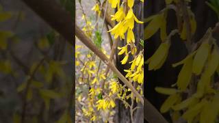 Forsythia Today February 26 quotPhilAm Country Livingquot [upl. by Ternan]