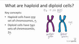 521 Haploid v Diploid [upl. by Humbert]