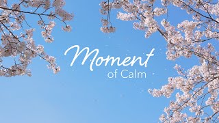 Moment of Calm  Belief [upl. by Goines]