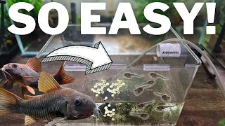 How to Breed Corydoras and Raise 100s of Fry [upl. by Everest]