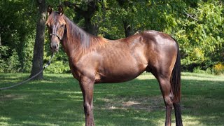 Carvin In The Frost 2023 AQHA Gelding for Sale [upl. by Ellenaej]