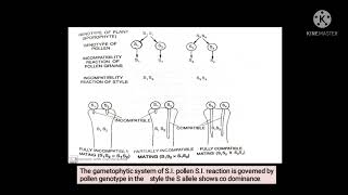 Multiple allelism self incompatibility in plants [upl. by Bronwyn]