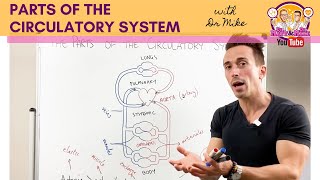 Parts of the Cardiovascular System [upl. by Krute546]