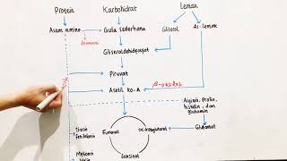 Keterkaitan Katabolisme Karbohidrat Protein dan Lemak [upl. by Graubert]