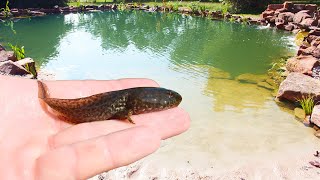 Putting Mystery Creatures In the Backyard Pond [upl. by Jenifer387]