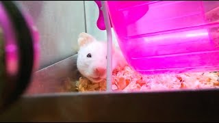 Adopting A Syrian Hamster [upl. by Nniuq589]