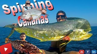 💥Pesca Spinning Canarias Dorado XL😱🐟 Spinning en Tenerife🎣 Jurel Abades💥 bigfish fishing [upl. by Tniassuot]