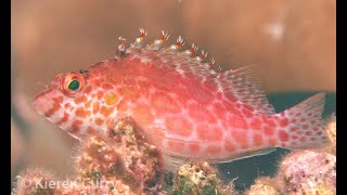 Spotted Hawkfish  Cirrhitichthys oxycephalus [upl. by Eetsirk6]