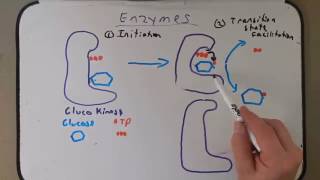 Day 9 Enzymes [upl. by Petes]