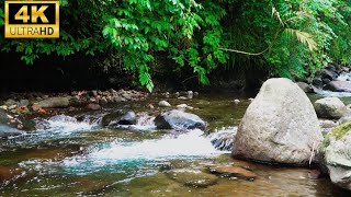 🌴 Deep in the Rainforest  Relaxing 4K Nature Ambience 🌧️ [upl. by Ajdan]