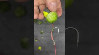 Choux de bruxelles Part 2  Carpe fishing fishingvideo amourblanc carpfishing [upl. by Tessil]