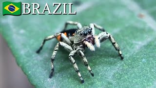 Jumping spiders Salticidae 🇧🇷 Brazil  v175 [upl. by Scutt608]