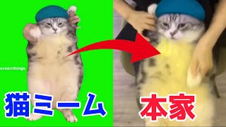 猫ミーム元ネタ動画集Part2【猫ミーム 猫マニ】 [upl. by Sello]