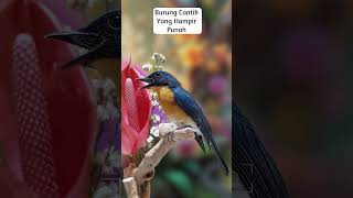 Beautiful bird song E5 birdsinging birds wildlifevideography [upl. by Norel]