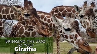 Bringing the Zoo to You Giraffes [upl. by Ahsart]