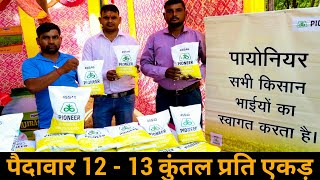 Hybrid Mustard Seed Pioneer 45S46 पैदावार अधिकतम  Infomation and Testimonial [upl. by Llemaj502]