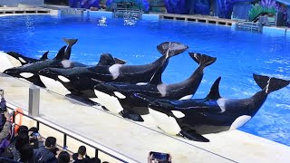 Killer Whales 探索大學堂 Full Show with English Subtitles  Chimelong Spaceship  December 16 2023 [upl. by Leroj]