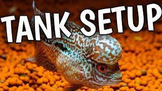 Flowerhorn fish tank setup  How to setup a tank for Flowerhorns  What is the best tank setup [upl. by Lledrac]