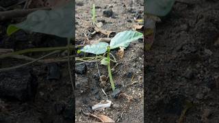 Growing cowpeas timelapse from seeds to leaves harvesting [upl. by Ginnifer594]