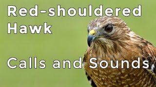 Redshouldered Hawk Calls and Sounds 2024  Have you heard this forest raptor before [upl. by Perreault]