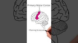 The Frontal Lobe neuroscience [upl. by Aleina]