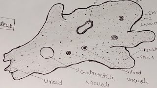 Amoeba Diagram। How to draw amoeba Proteus easily। amoebadiagramzoology। [upl. by Indyc]