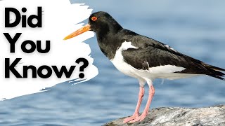 Things you should know about OYSTERCATCHERS [upl. by Erdnassak386]