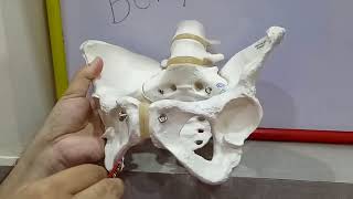 BONY PELVIS PART2  BY DR MITESH DAVE [upl. by Robinia]