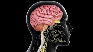 Physiology  CNS  Sensory  lecture 7  Pain Control Systems amp headache DrNagi  Arabic [upl. by Pages]