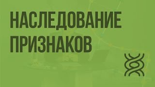 Наследование признаков сцепленных с полом Видеоурок по биологии 9 класс [upl. by Magel]