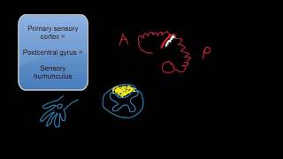 Dorsal Column Testing Multimodal Sensation Testing [upl. by Tony]