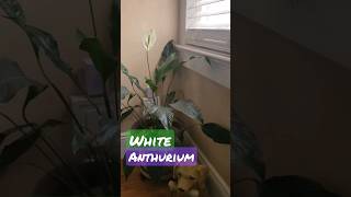 White Anthurium jigzm17 jardindeciutadella mygarden [upl. by Deadman2]