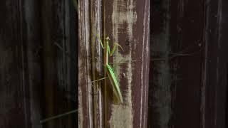 Mantis in Cambodia [upl. by Cosenza]