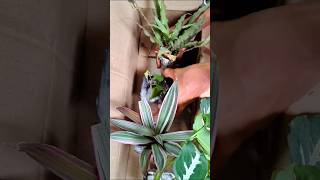 Unboxing plants ☘️  Alans gardan  plants unboxing shortsfeed shorts short tamil video [upl. by Rex]