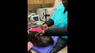 Administering a IM injection to a cat [upl. by Joann]