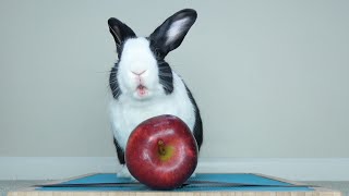 Rabbit eating apple Rabbit mukbang [upl. by Cyrill]