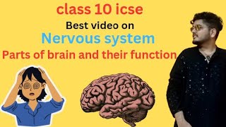 Parts of brain and their function class 10 icse nervous systemNEET [upl. by Adim]