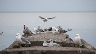 Ringbilled gulls and other water bird friends on rocks at the beach [upl. by Seedman]