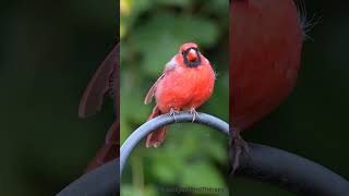 Summer backyard Red bird Northern cardinal birds birdlovers [upl. by Lonee]