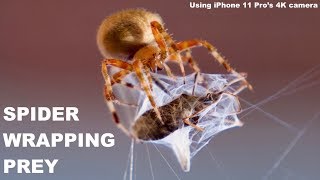 Spider catching huge prey and wrapping dramatic video [upl. by Anila470]