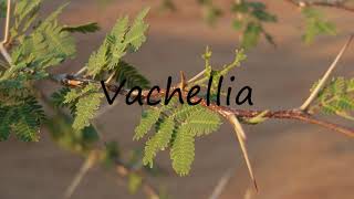 How to Pronounce Vachellia [upl. by Awad]