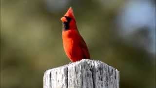 Northern Cardinal singing [upl. by Anilrats]