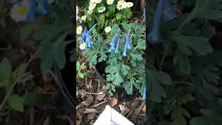 Corydalis ‘blue heron’ [upl. by Rastus957]