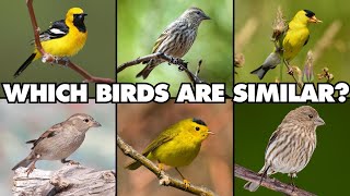 One Great Reason You Should Become an Expert Birdwatcher [upl. by Neemsaj228]