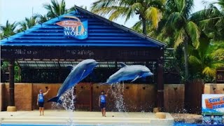 ushaka marine world dolphin show durban [upl. by Farro]